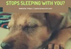 Why Your Dog Suddenly Stops Sleeping with me