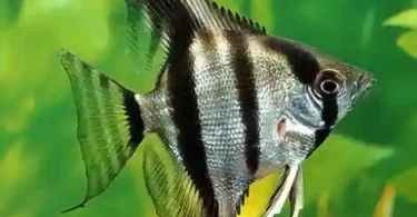 angelfish freshwater
