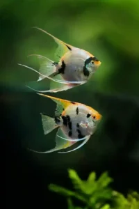 angelfish-freshwater