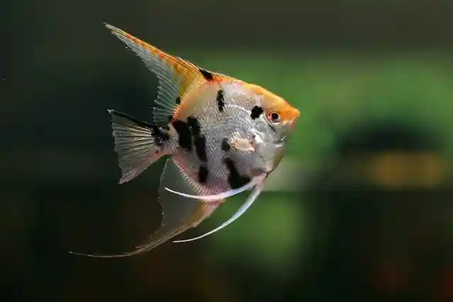 angelfish freshwater
