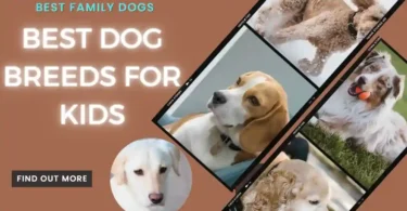 best-dog-breeds-for-kids