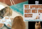 Best Diet for Cats