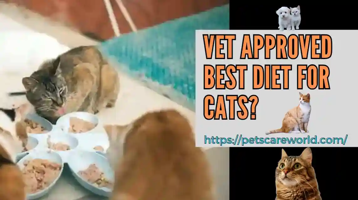 How To Choose The Best Diet for Cats? Vet Approved