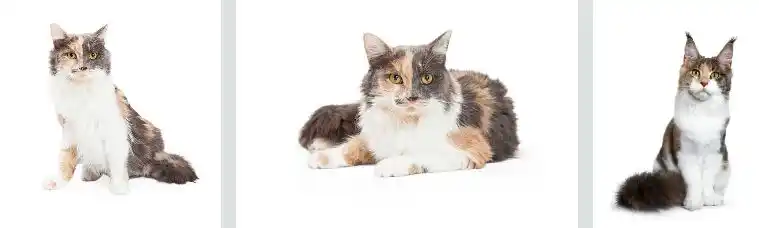 Japanese Cat Names for Calico Cats