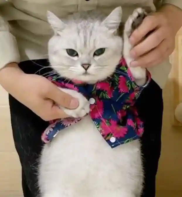 Cat fashion Trends