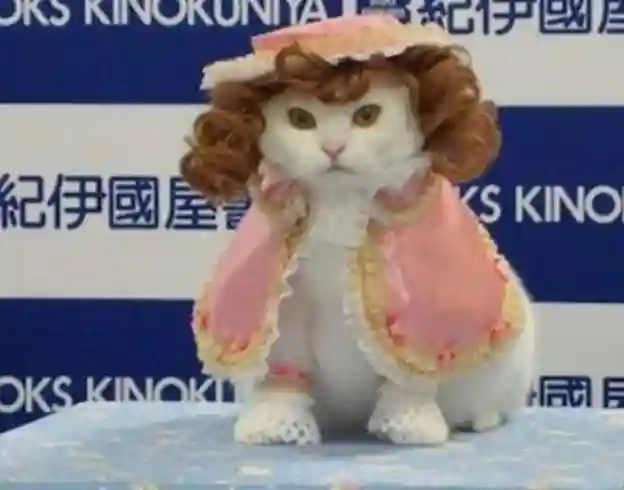 Fashion Shows for Cats