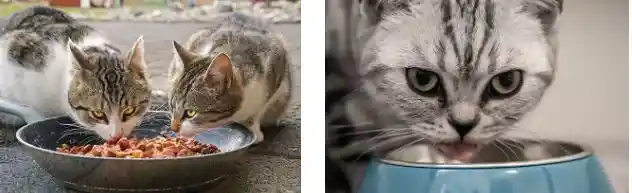 cat home food