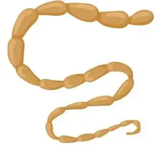 cat tapeworm