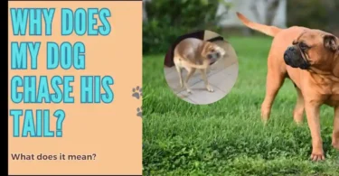 dog bite tail: dog chase his tail