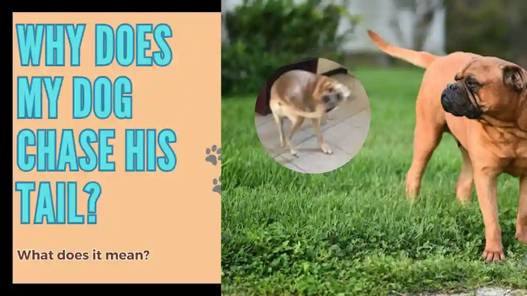 Dog Bite Tail What does it mean? Pets Care World