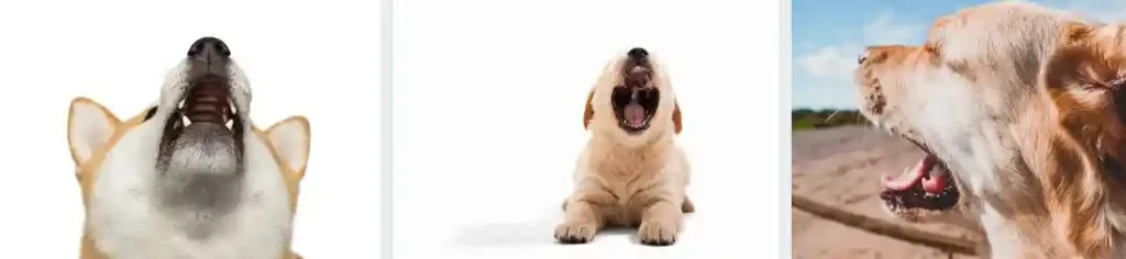 dog howling sound
