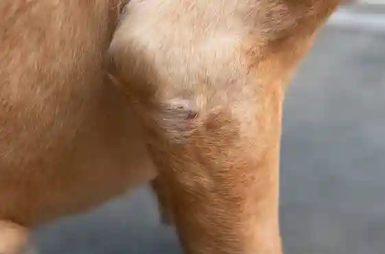 dogs-dry-skin: Dog Face Scratching