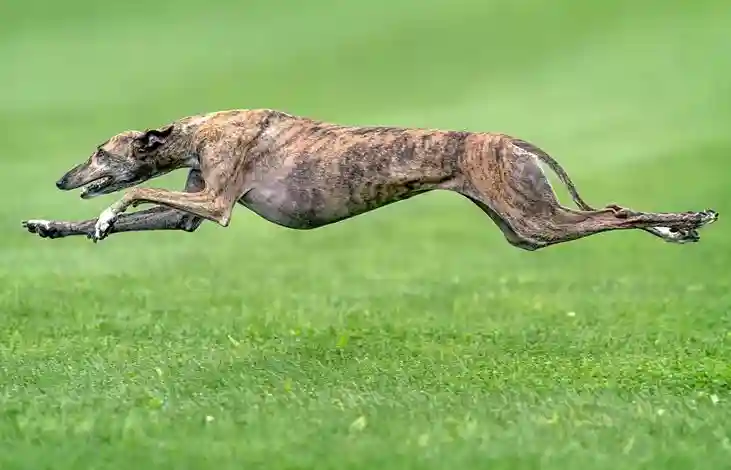 fastest dog breed Greyhound
