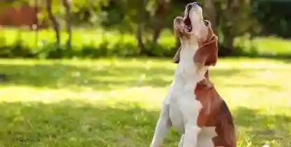 Why Do Dogs Howl