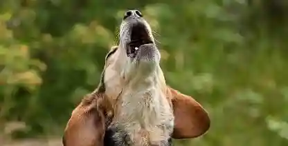 Howling Dog. Why Do Dogs Howl?