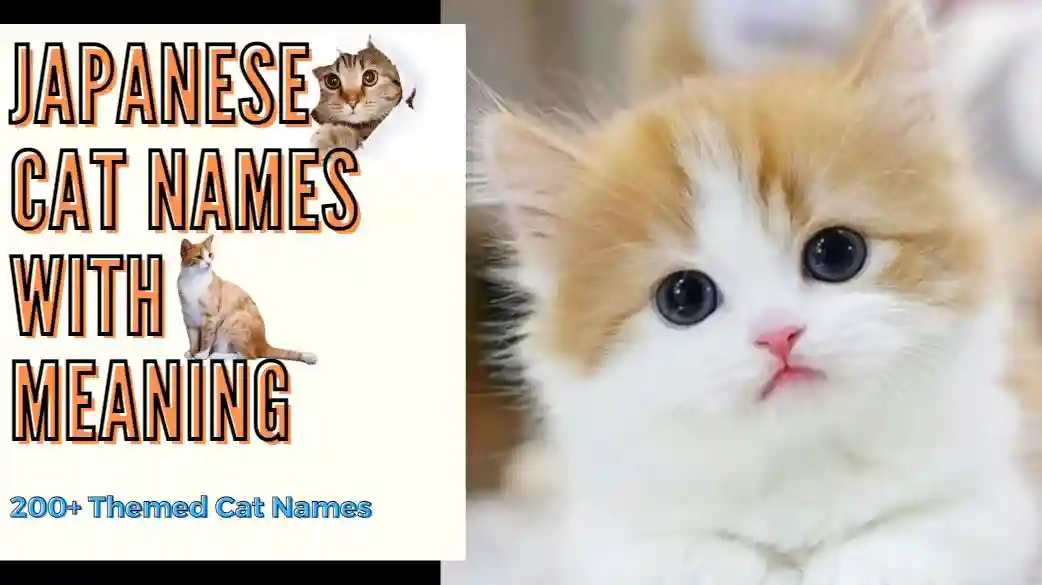 200-japanese-cat-names-a-world-of-elegance