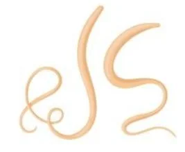 cat roundworms