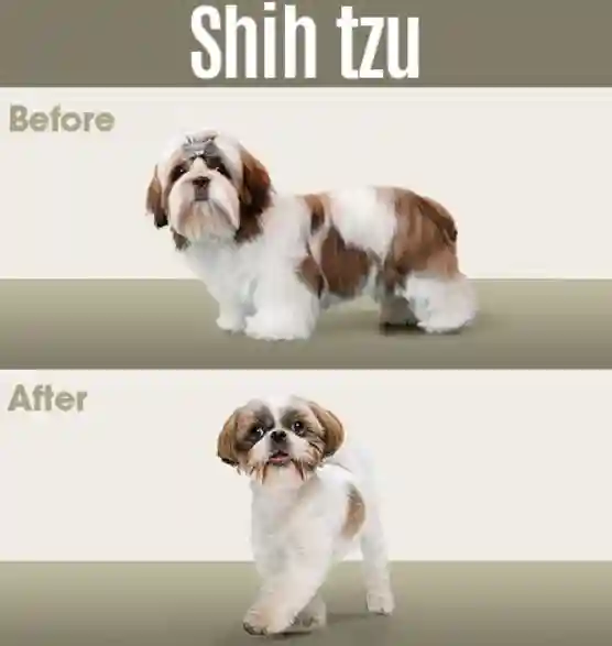 Perfect Shih Tzu Haircut