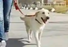 Dog Stops Walking and Won't Move