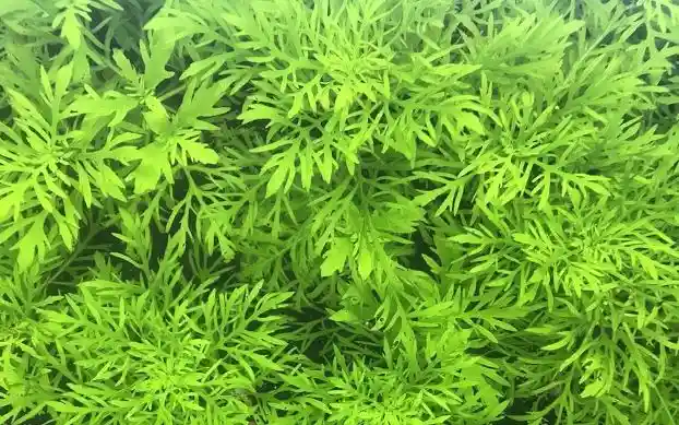 water wisteria aqua plants