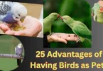 Benefits of having birds as pets