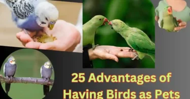 Benefits of having birds as pets