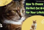 Choose the perfect‎ cat breed For Your Lifestyle‎