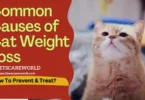 Common Causes of Cat Weight Loss