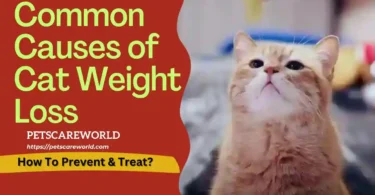 Common Causes of Cat Weight Loss