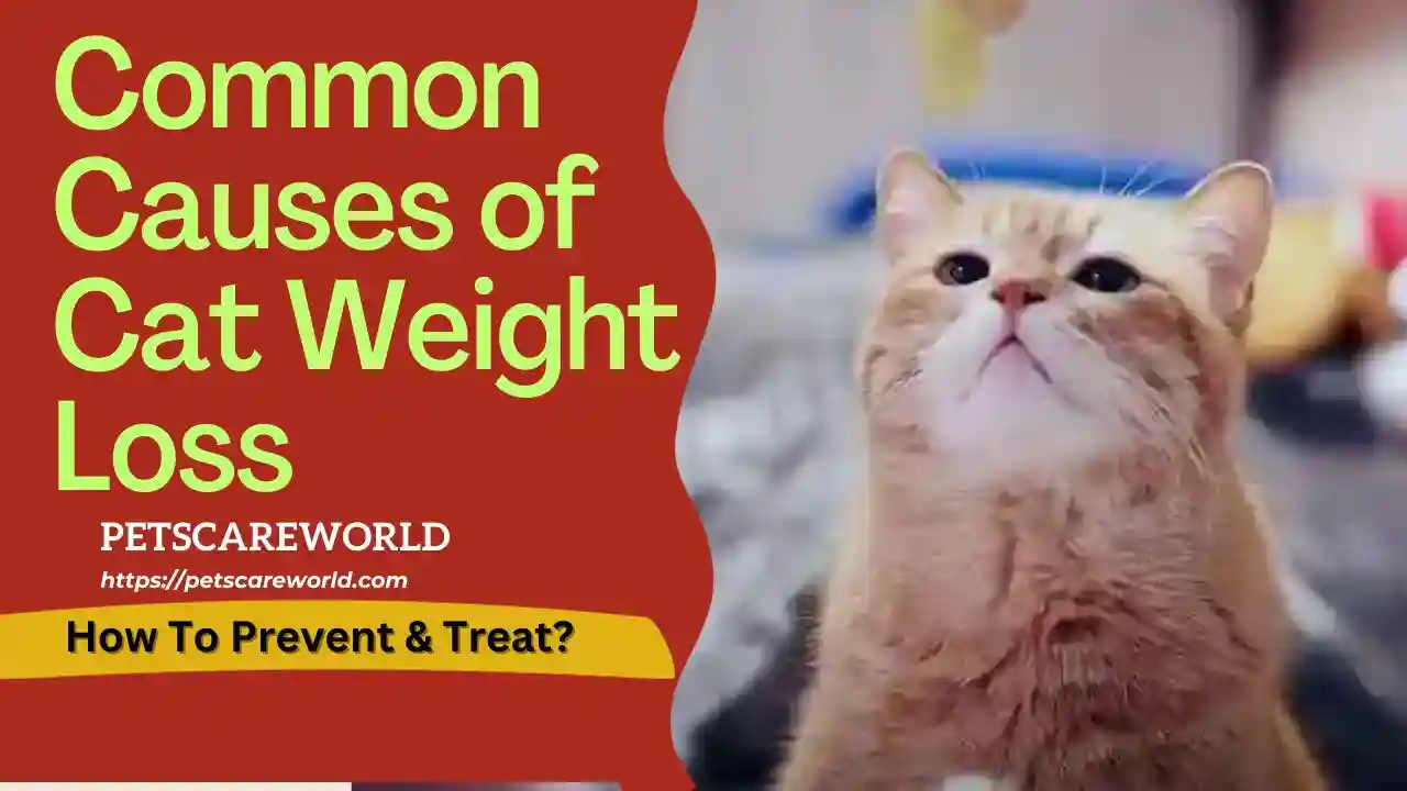 common-causes-of-cat-weight-loss-how-to-prevent-treat