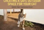 Creating A Safe Outdoor Space‎ For Your Cat