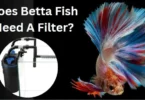 Does Betta Fish Need A Filter