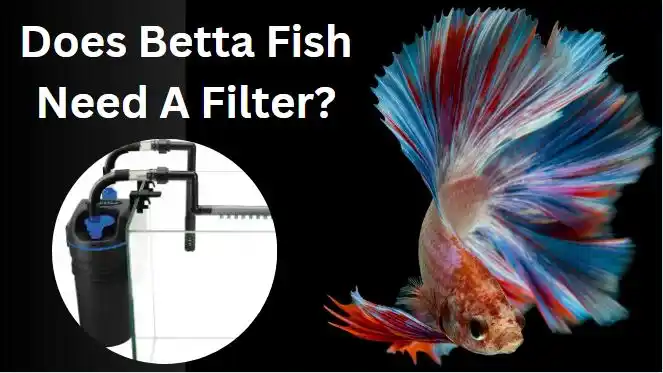 Does Betta Fish Need A Filter The Essential Guide