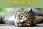 Feline-Lower-Urinary-Tract-Disease-FLUTD
