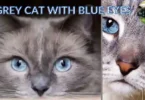 Grey cats with blue eyes