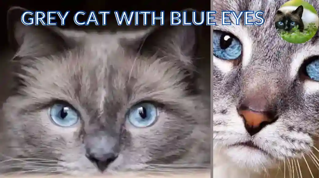 Grey Cat Blue Eye Do Not Miss Fascinating Facts