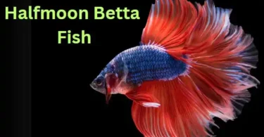 Halfmoon Betta Fish
