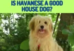 Is Havanese a Good House Dog