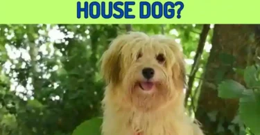 Is Havanese a Good House Dog