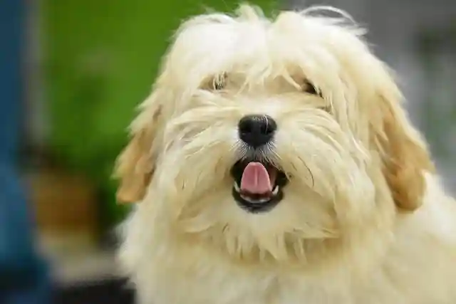 Is Havanese a good family Dog