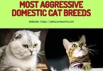 Most Aggressive Cat Breeds