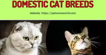 Most Aggressive Cat Breeds