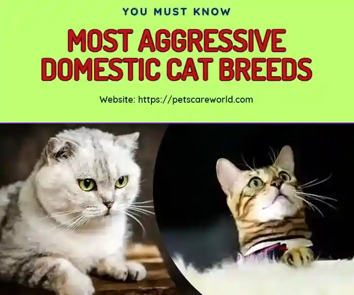 10 Most Aggressive Domestic Cat Breeds You Must Know 