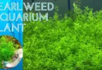 Pearlweed-Aquarium-Plant