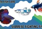 Siamese fighting fish Ultimate Guide
