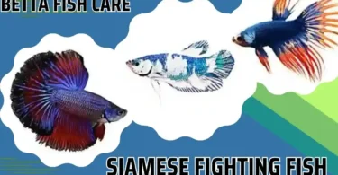 Siamese fighting fish Ultimate Guide