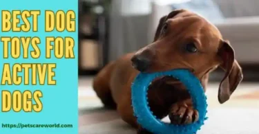 Best Dog Toys For Active Dogs