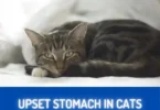 Upset Stomach in Cats
