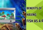 advantages of fish as a pet