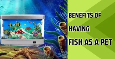 advantages of fish as a pet